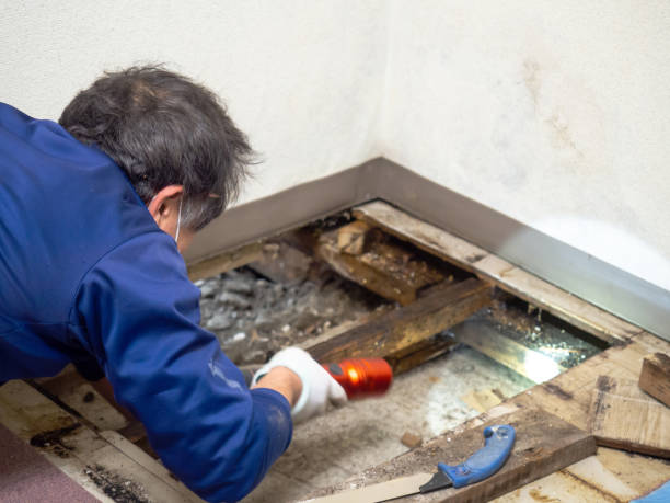 Best Industrial Mold Remediation in West St Paul, MN