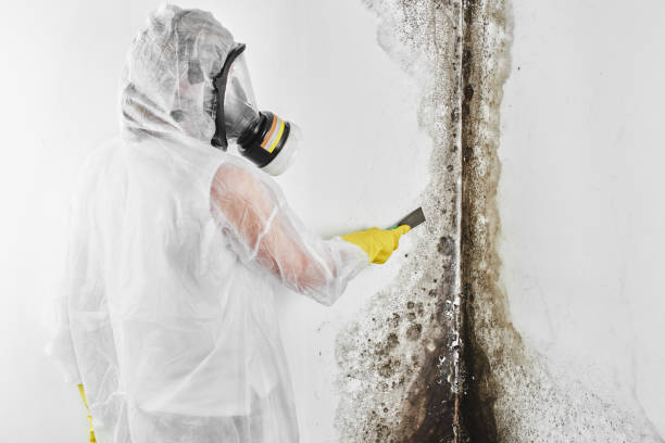 Best Mold Remediation for Schools in West St Paul, MN