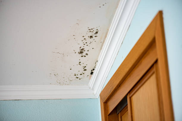 Best Basement Mold Remediation in West St Paul, MN