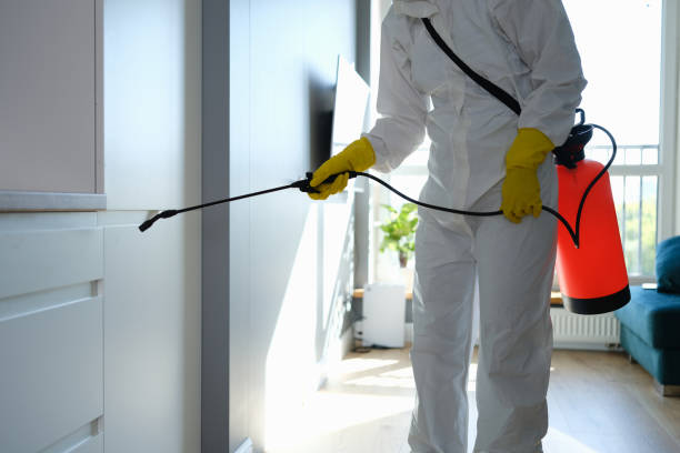 Best Post-Flood Mold Remediation in West St Paul, MN