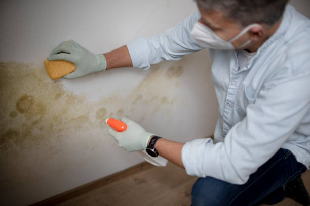 Best Residential Mold Remediation in West St Paul, MN