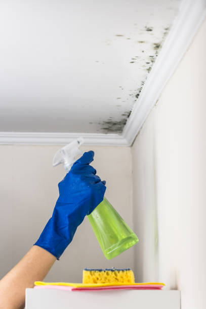 Best Bathroom Mold Remediation in West St Paul, MN