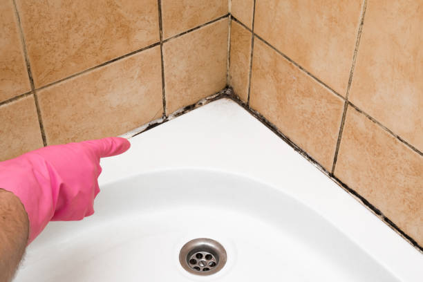Best Residential Mold Remediation in West St Paul, MN