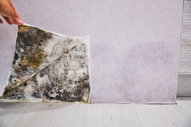 Best Black Mold Remediation in West St Paul, MN